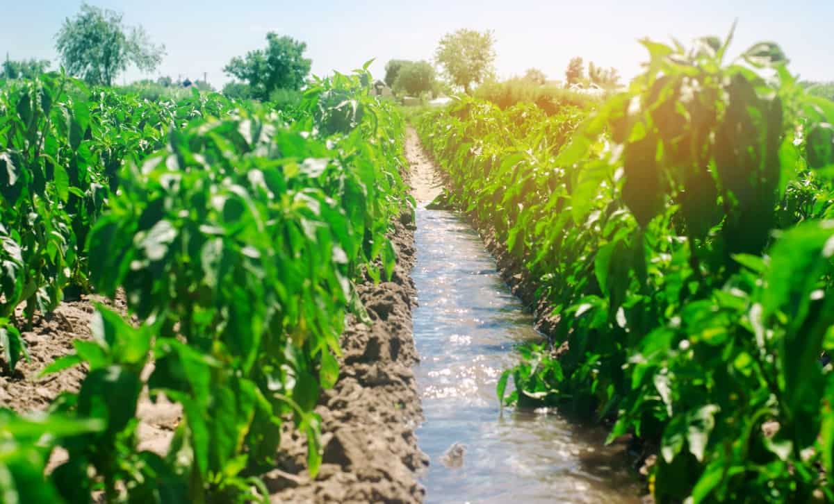 Irrigation of Peppers in The Field