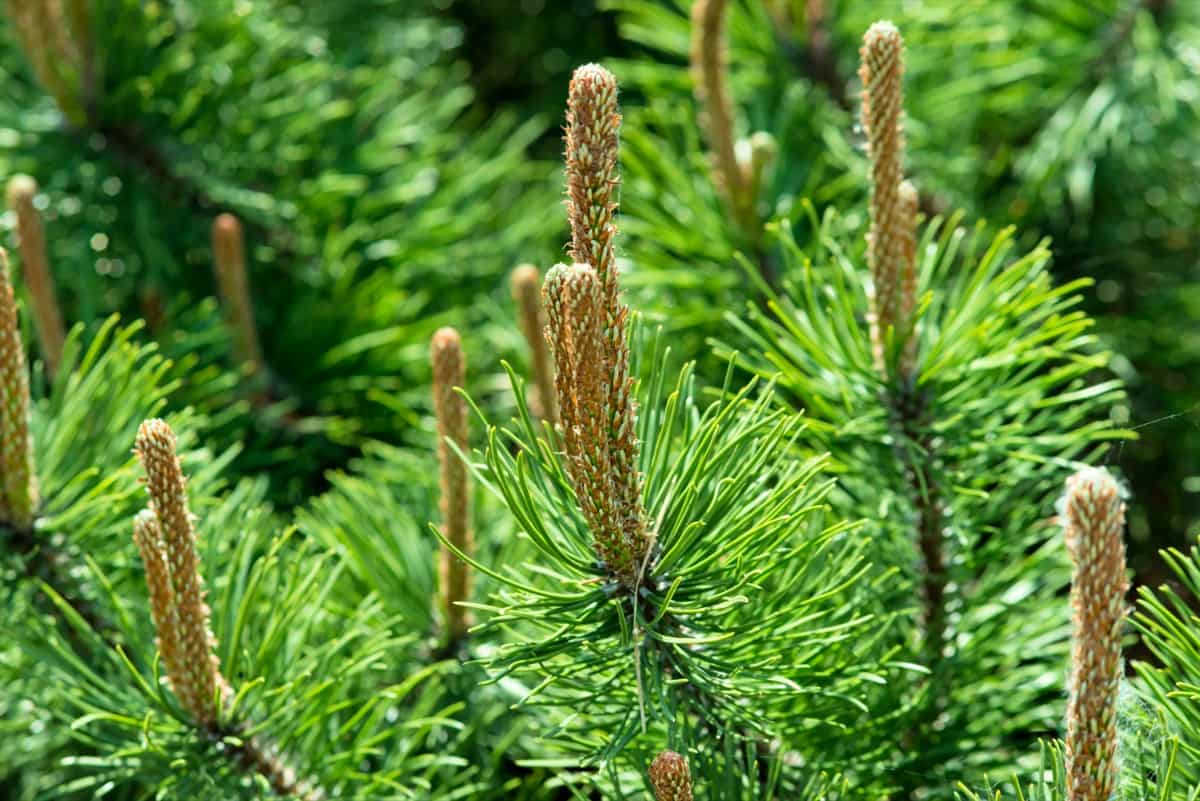 Pine Tree Pollination 