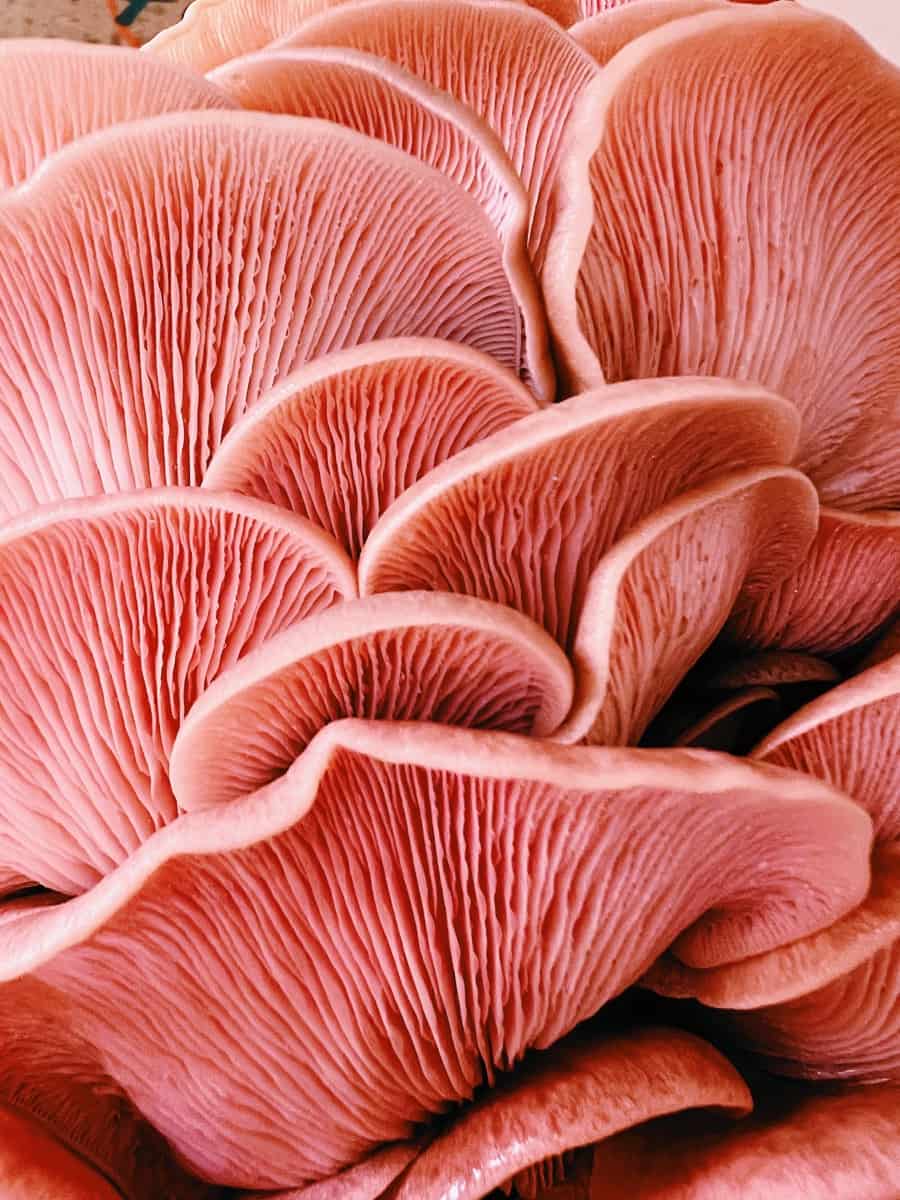 Oyster Mushroom Pink 