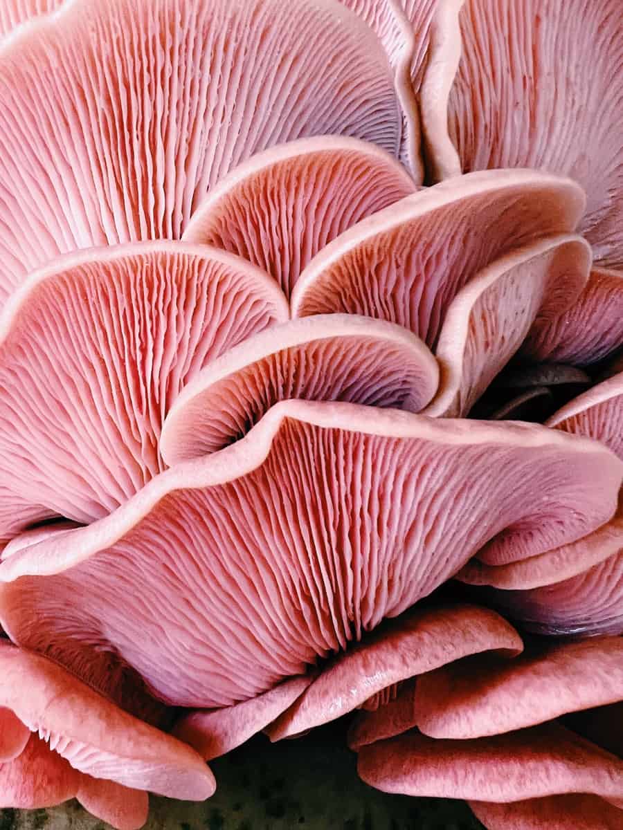 Pink Oyster Mushroom Farming