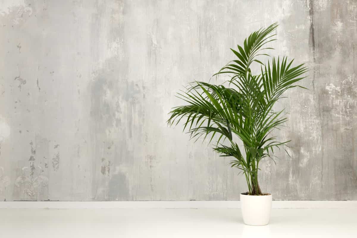 Potted Palm Care