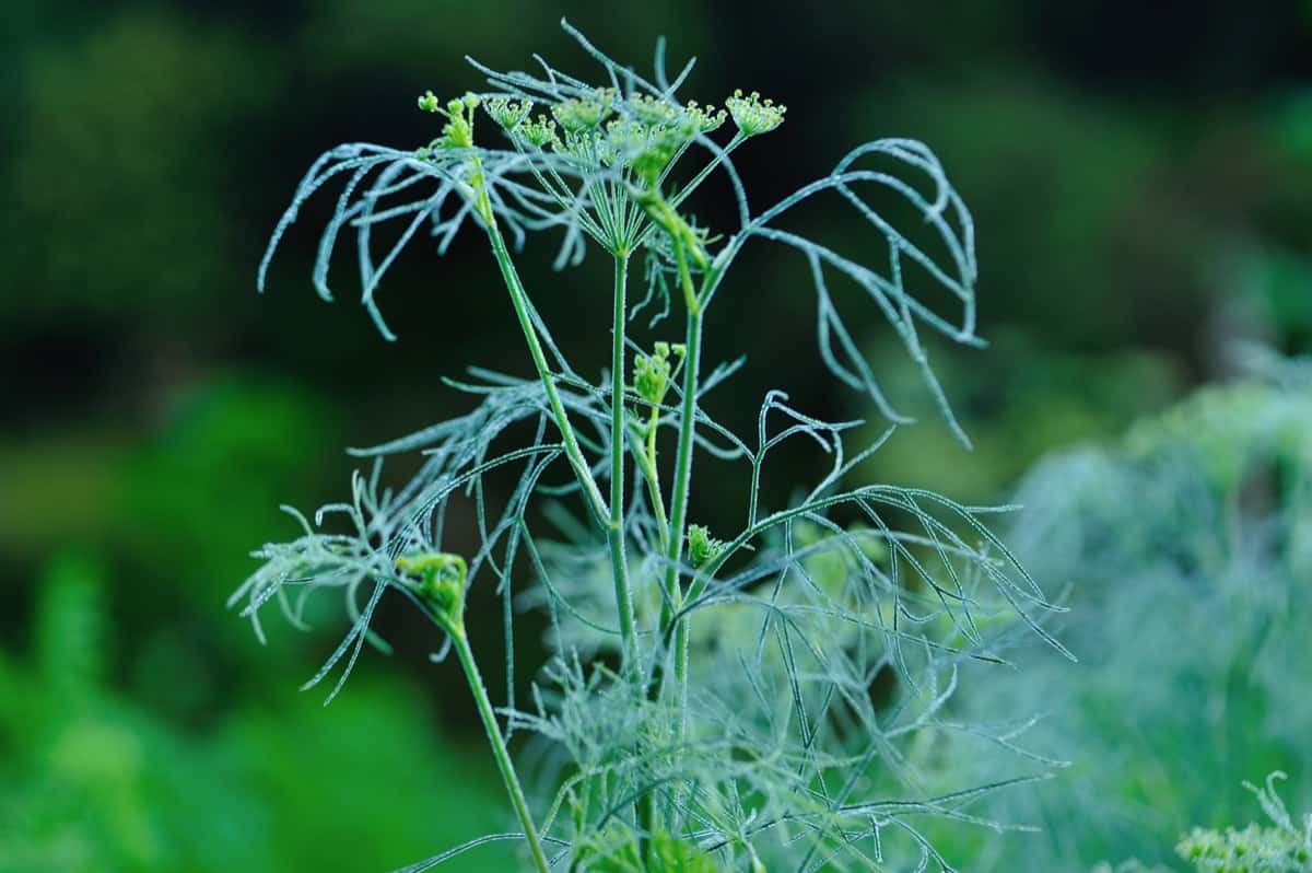 Common Problems with Fennel Plants