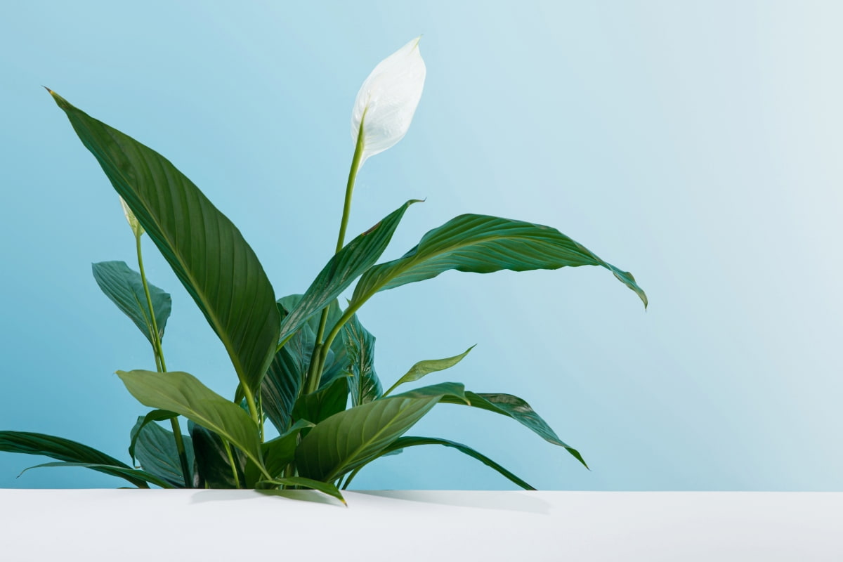 Propagating Peace Lily from Cutting
