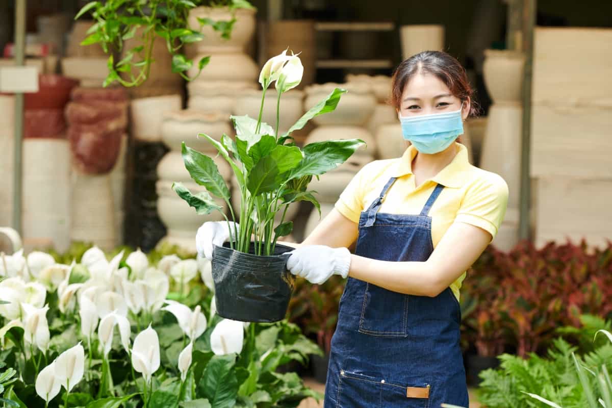 Worker Holding Pot with Peace Lily
