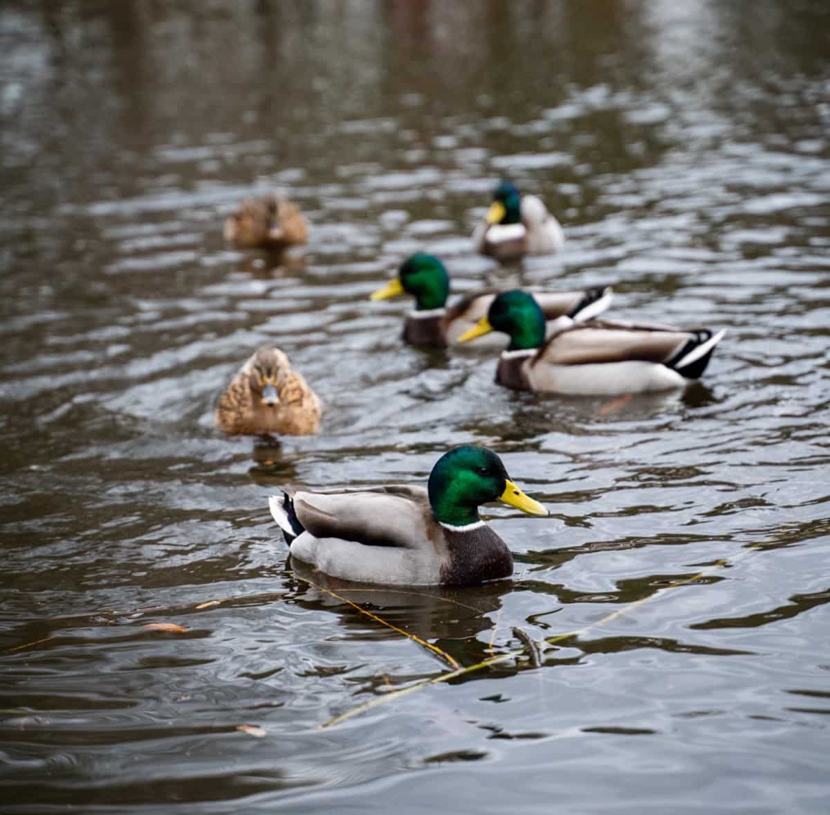 Rouen Duck Breed