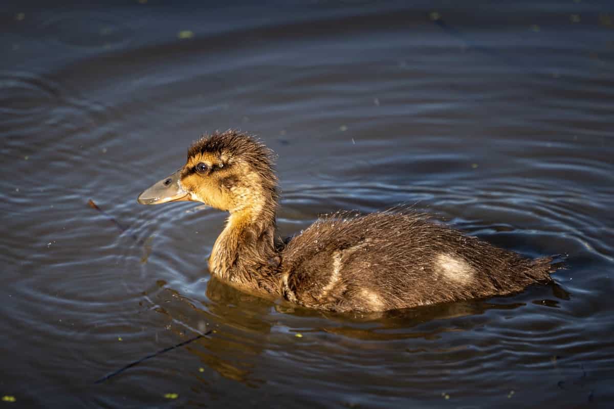Rouen Duck In Water 