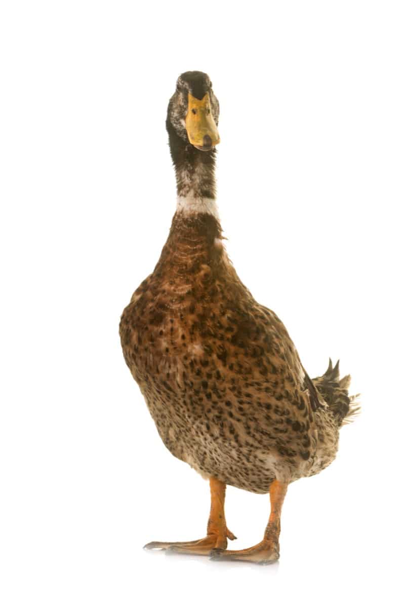Rouen Duck 