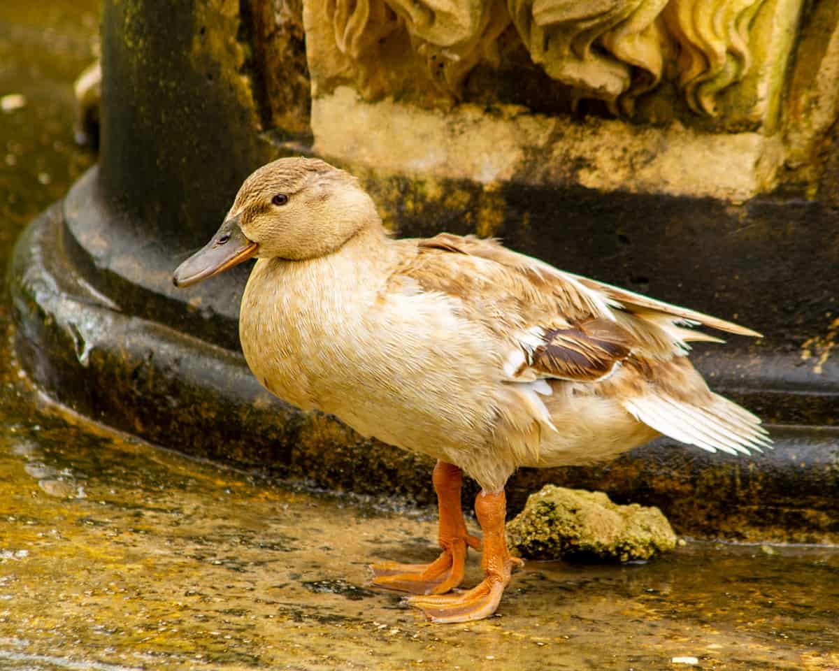 Saxony Duck Breed