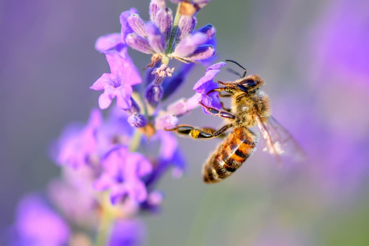 Bee Pollinates the Lavender Flowers