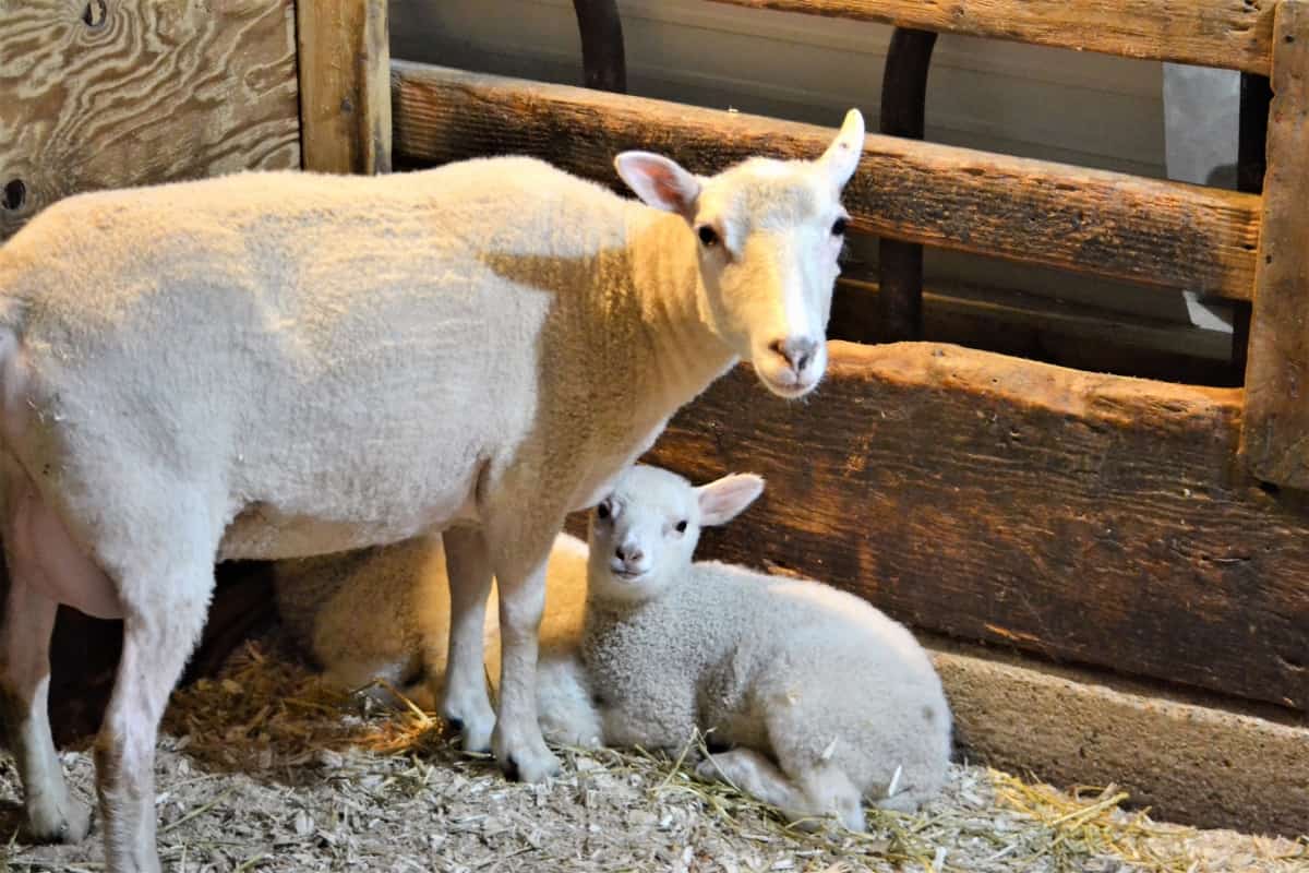 Mother Sheep and Her Baby Lamb