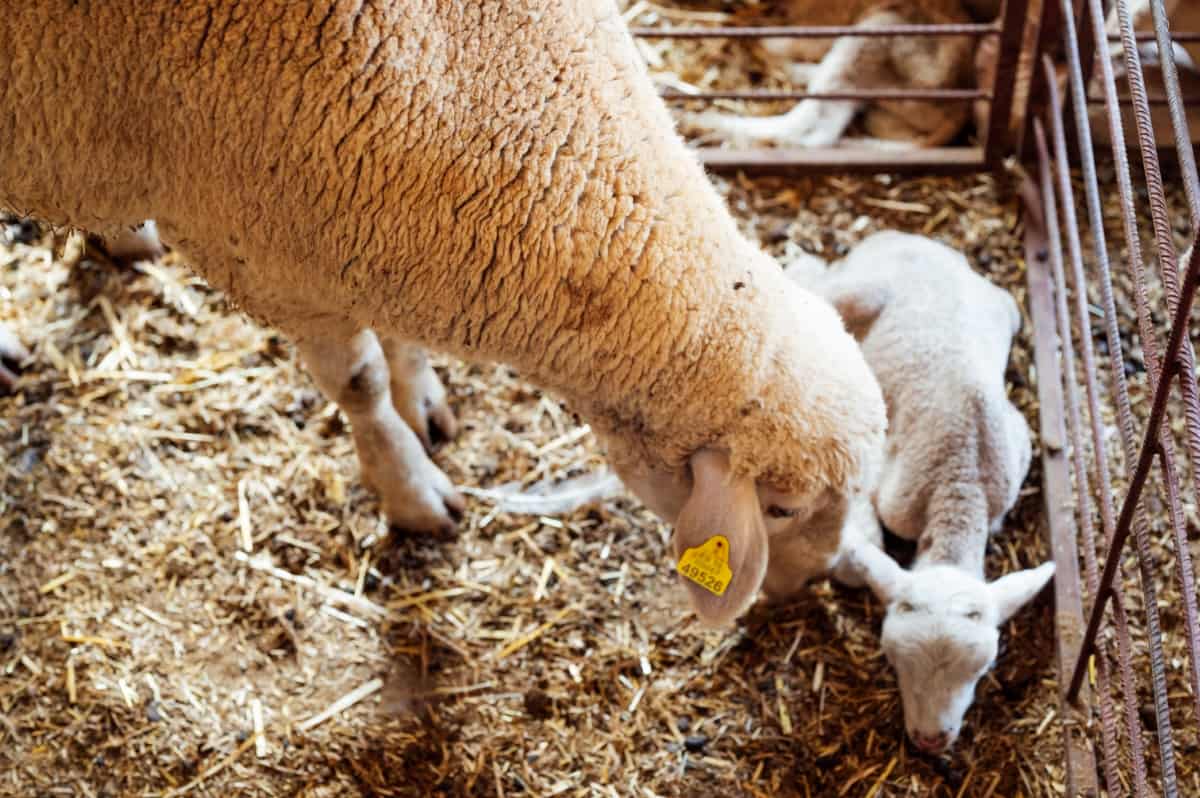 Sheep and Newborn Calf