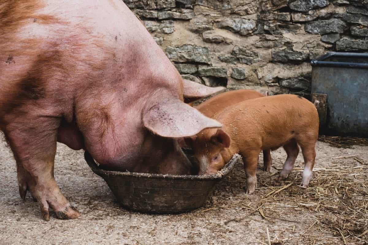 Tamworth Pig Feeding
