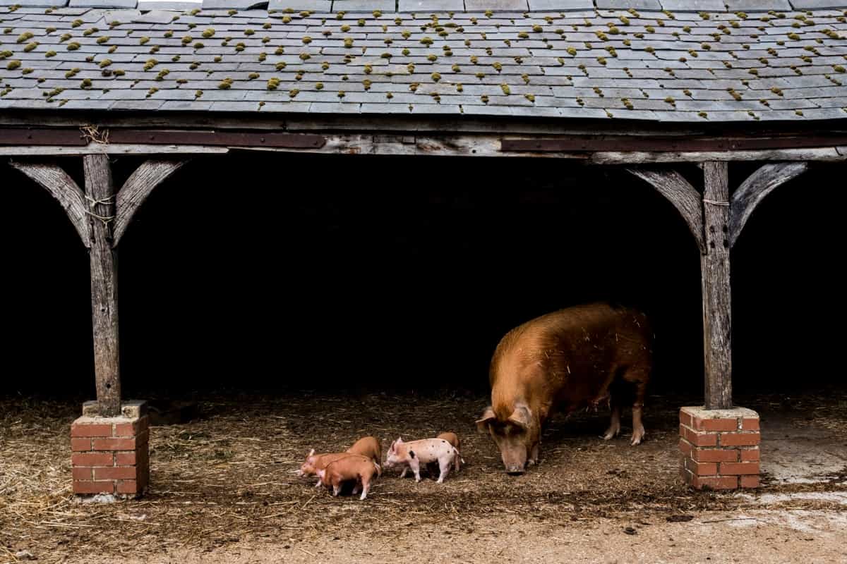 Baby Tamworth Pigs