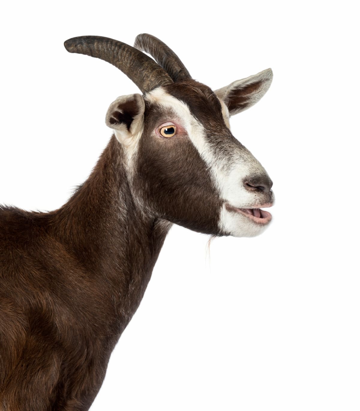 Toggenburg Goat Breed