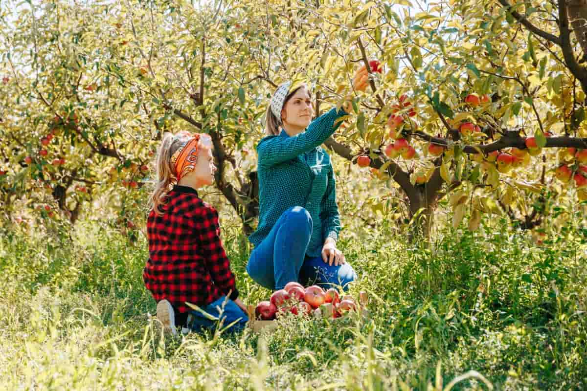 Top 15 Apple Orchards in New Jersey