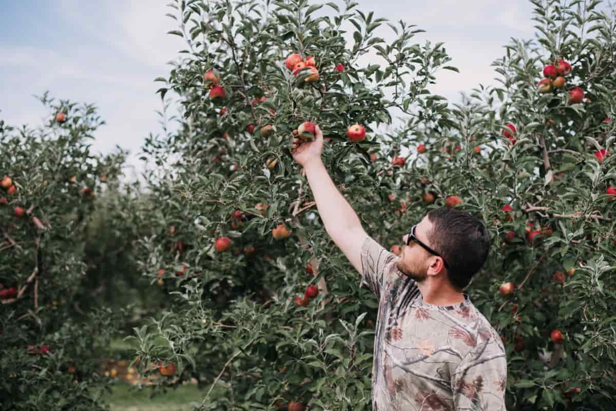 Picking Apples from Apple Orchard