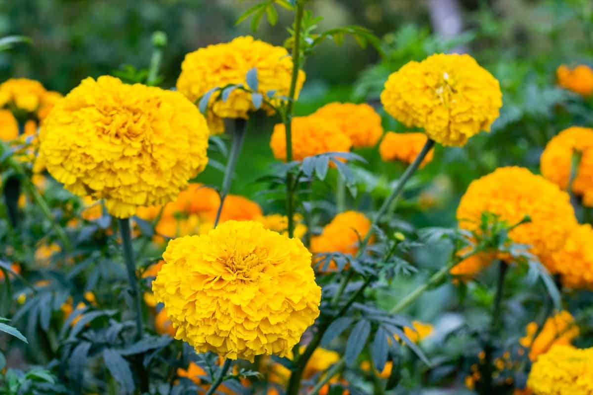 Top 15 Marigold Companion Plants