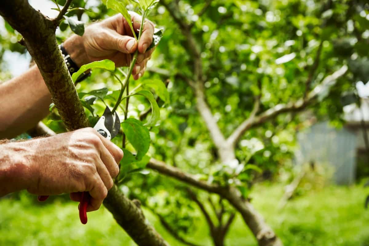 Training and Pruning of Avocado Tree