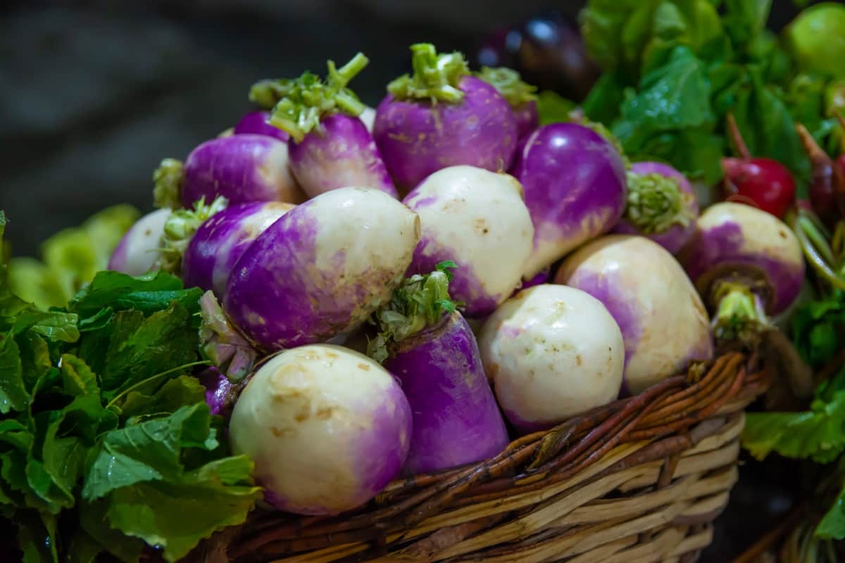 Pile of Clean and Fresh Turnip