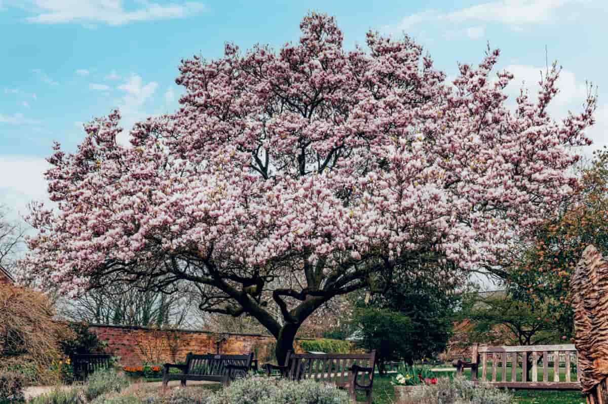 Pink Magnolia Tree 