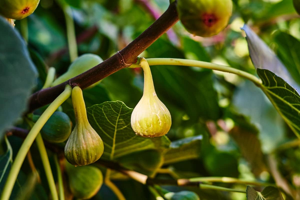 Ripe Green Figs