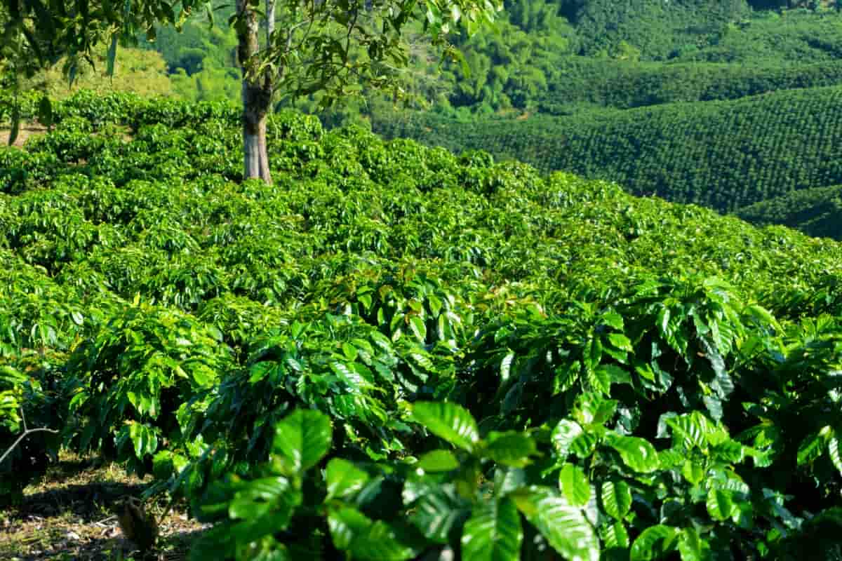 Weed Management in a Coffee Plantation
