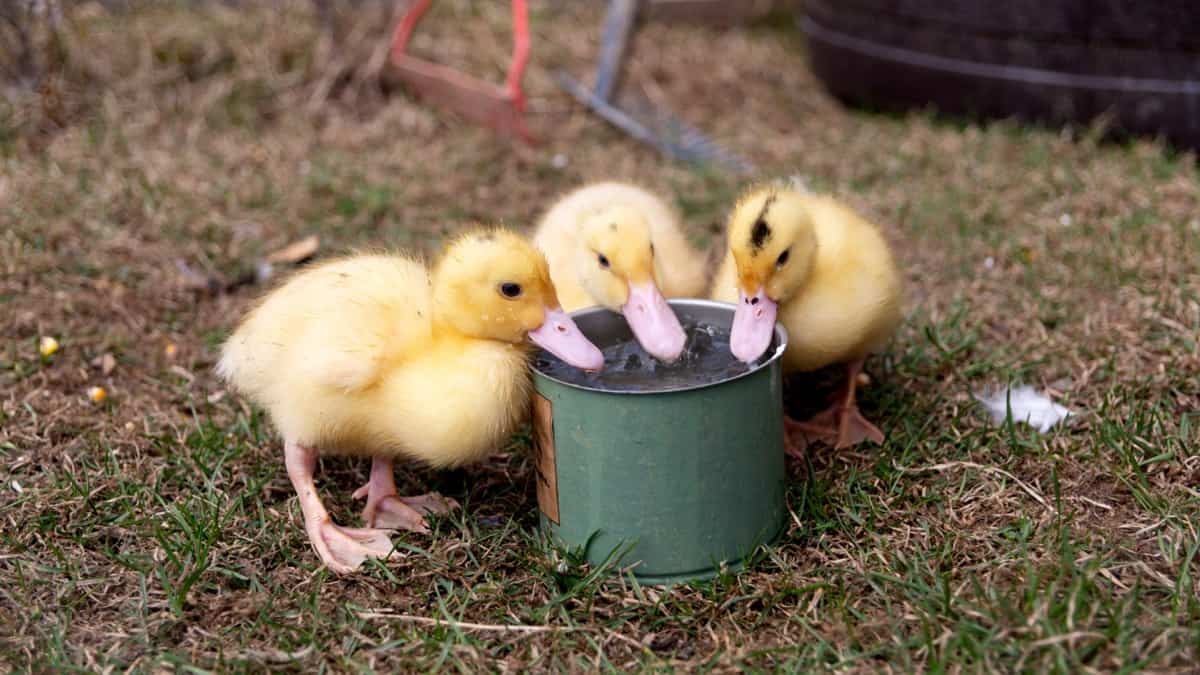 What to Feed Baby Ducks in an Emergency: Recommended Diet