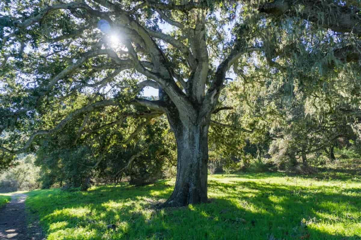 What to Plant Under Oak Trees in Texas