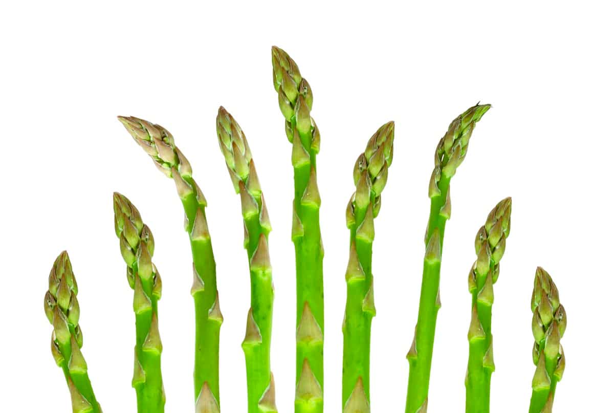 Asparagus plants