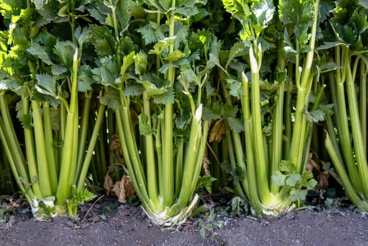 Celery Plantation