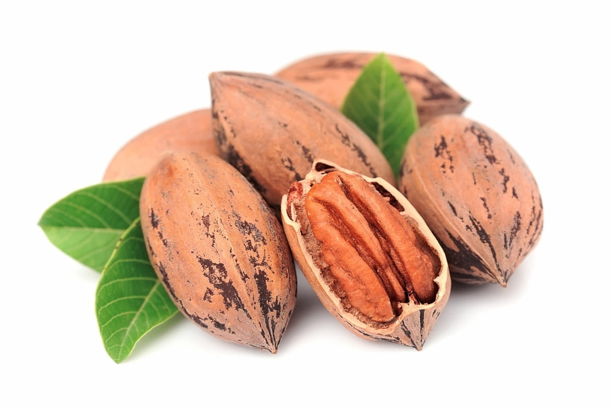 When to Pick Pecans and How Pecans Are Harvested