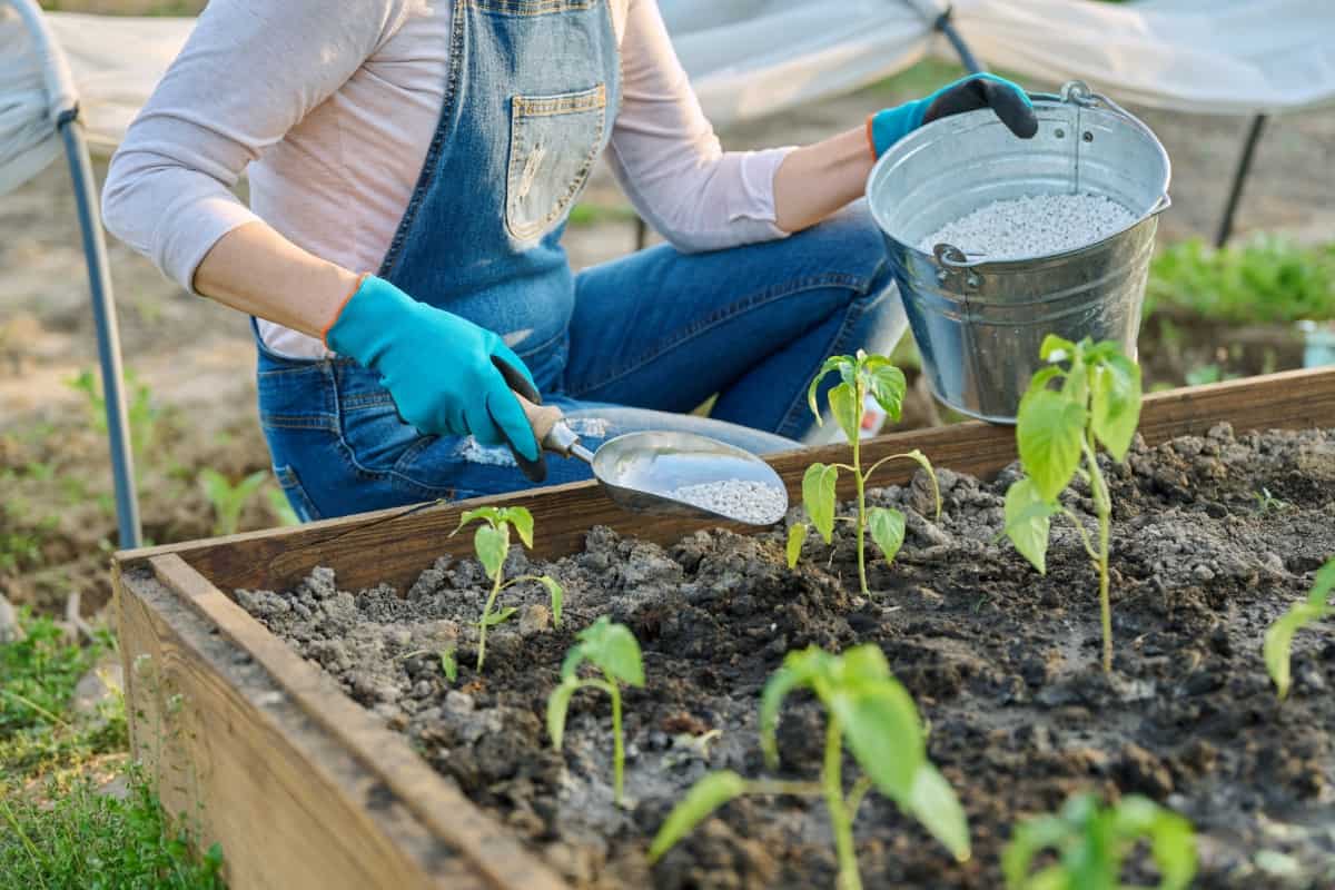 When to Plant Peppers in Illinois