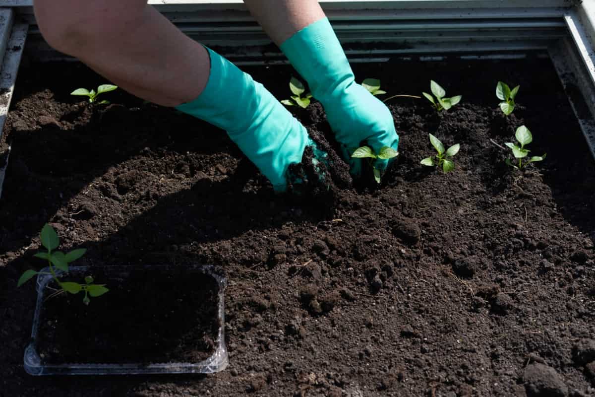 Planting Pepper Seedlings