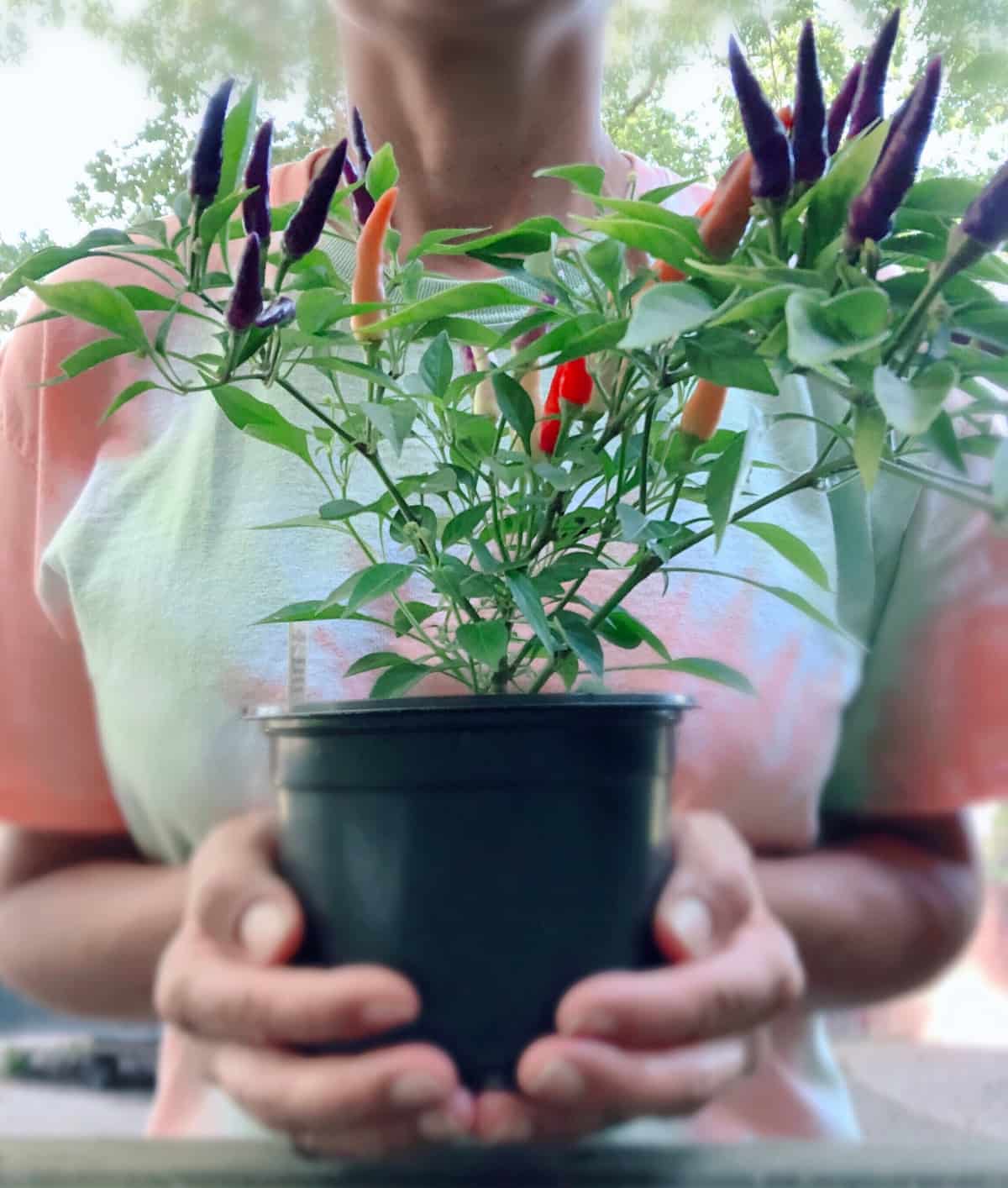 When to Plant Peppers in Virginia