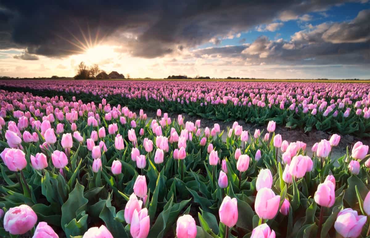 pink tulip field