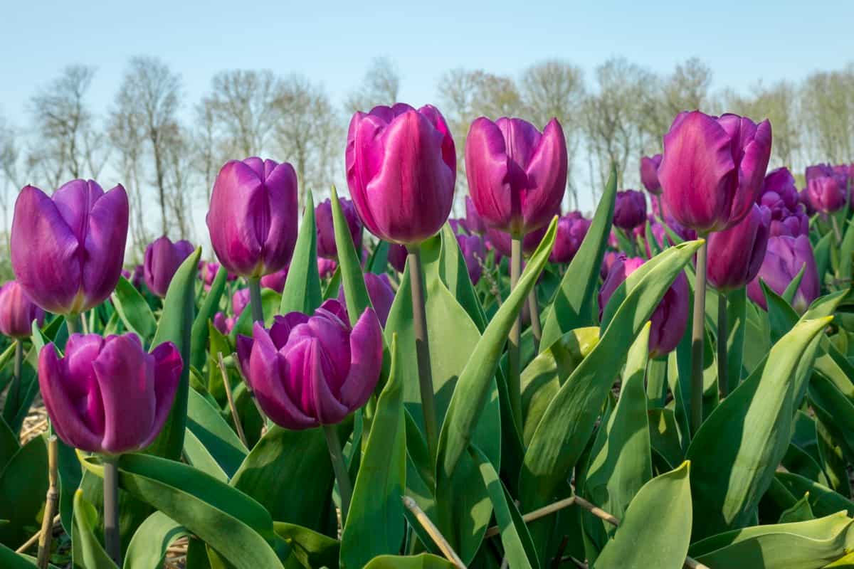 Traditional Dutch tulip field