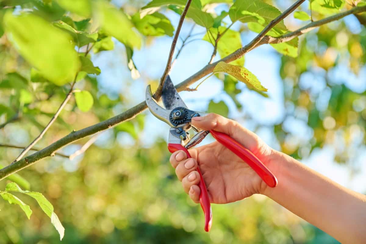 When to Prune Apple Trees in Michigan