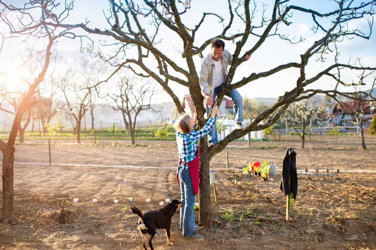Pruning Apple Tree