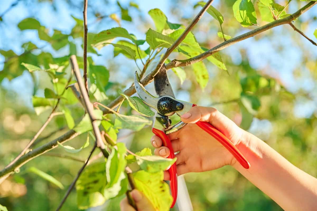 When to Prune Apple Trees in Washington State