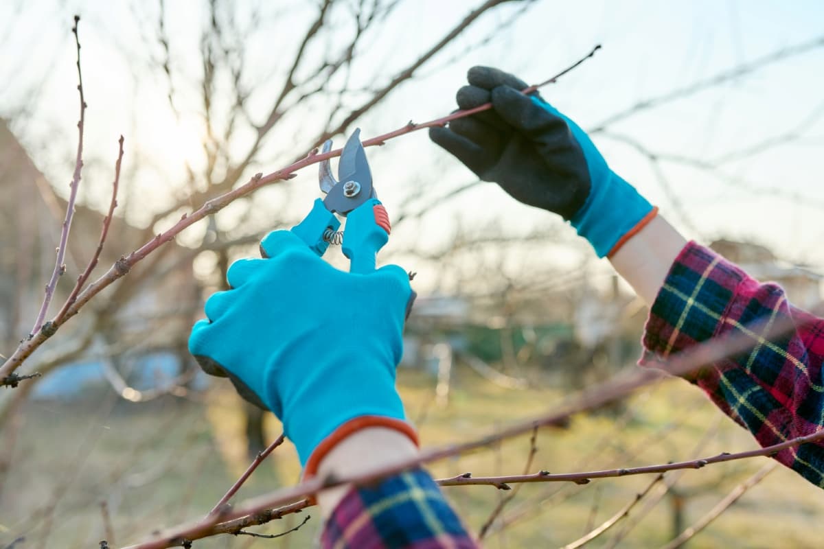 When to Prune Fruit Trees in California