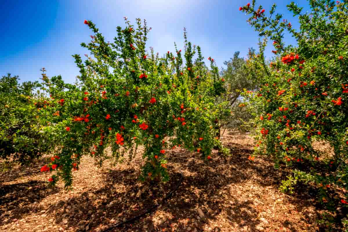 Pomegranate Trees in Orchard