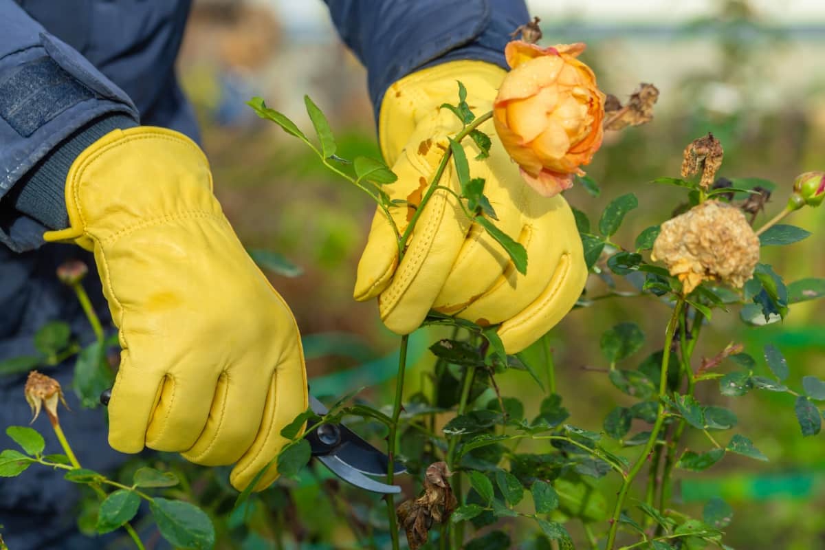 When to Prune Roses in Texas