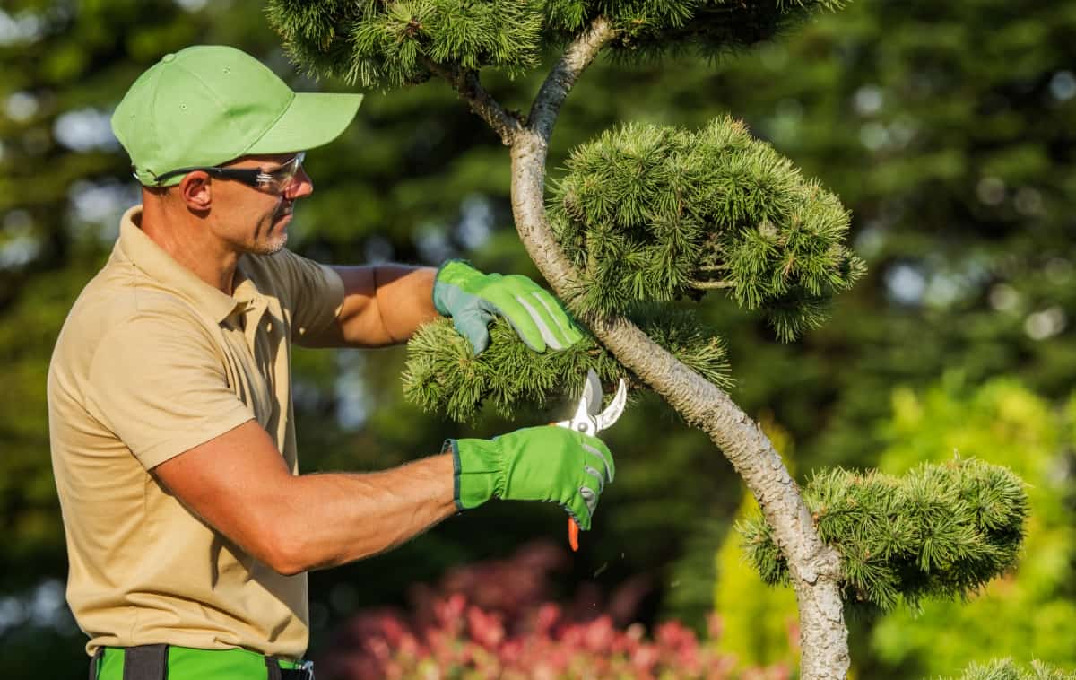 Professional Gardener Pruning Trees