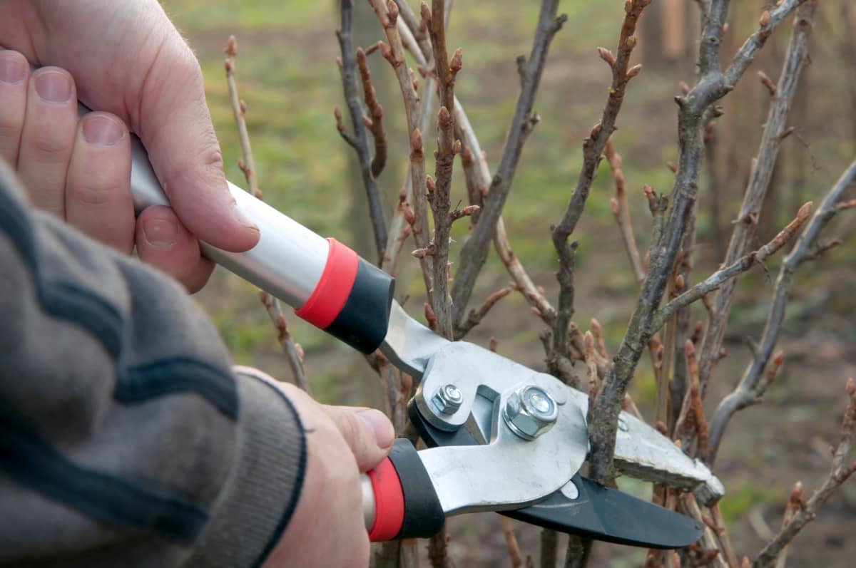 When to Prune Trees in Texas
