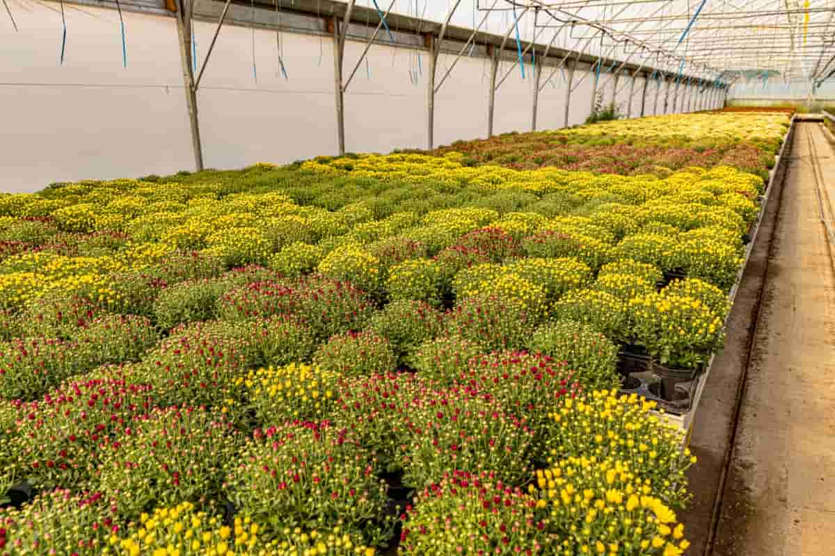 Chrysanthemum Plants