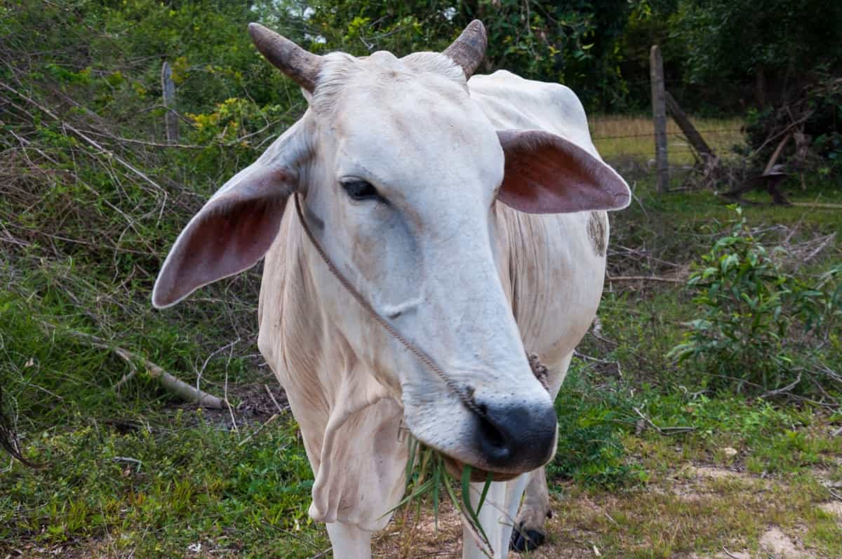 white zebu cow