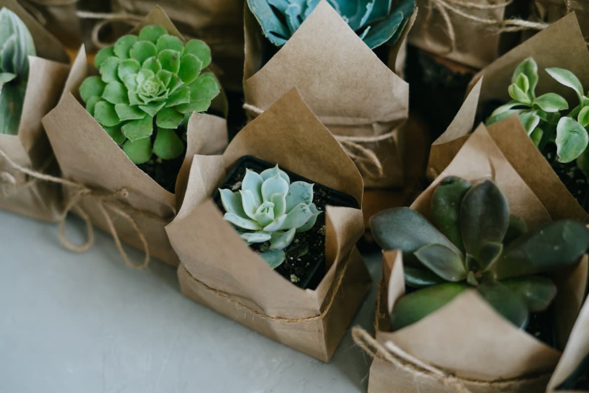 Succulents in A Package
