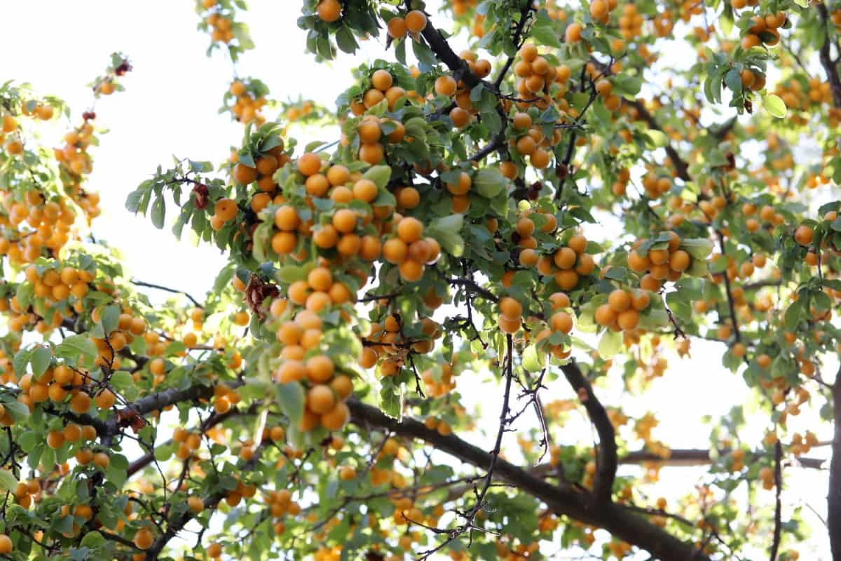 All About Yellow Plum