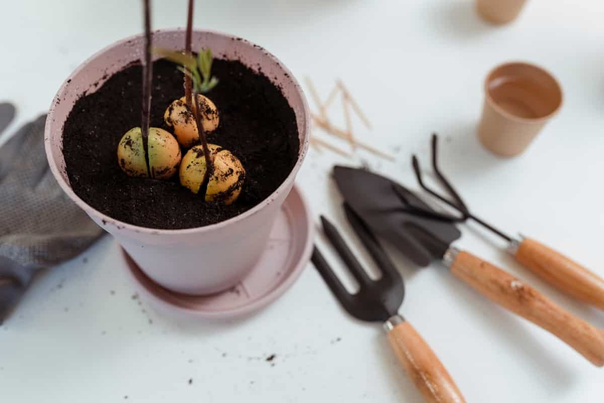 Transplanting a house avocado plant into a pot