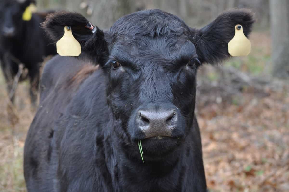 Best Beef Cattle Breeds in the United States: Angus